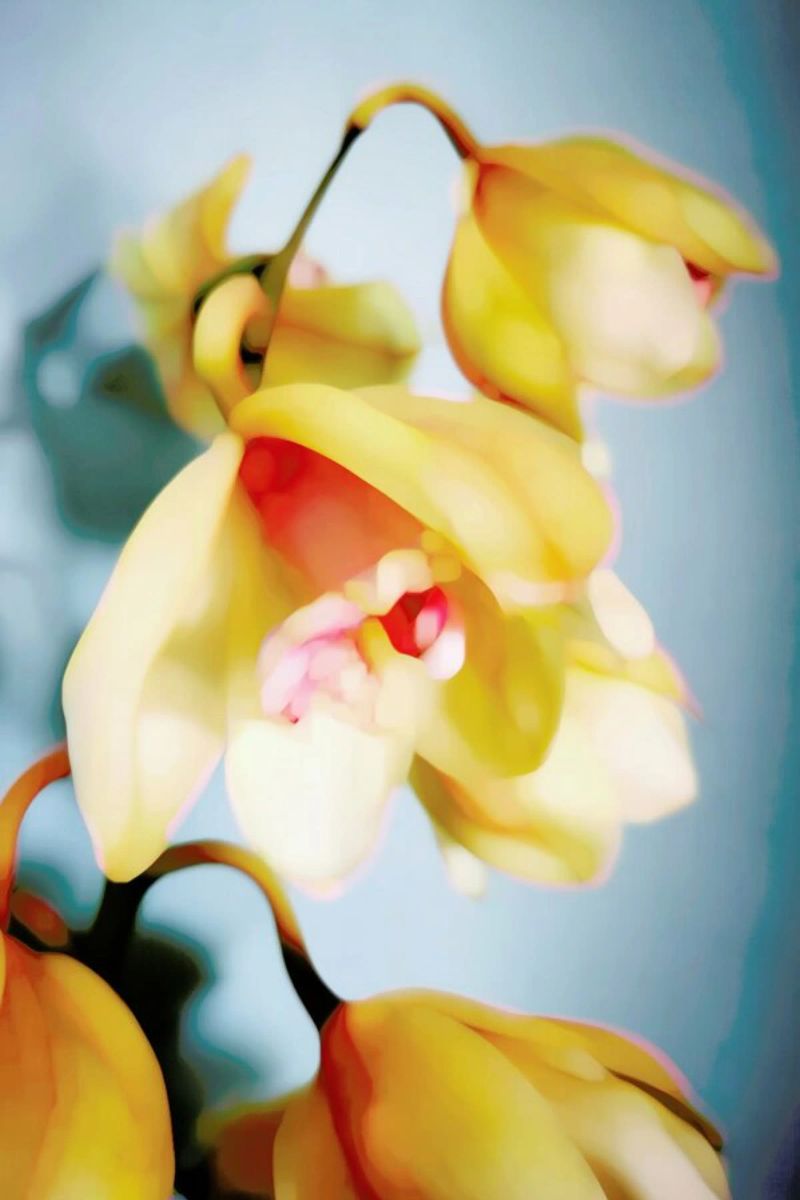 Orchids 14 pellicola backlit da Angelo Cerantola