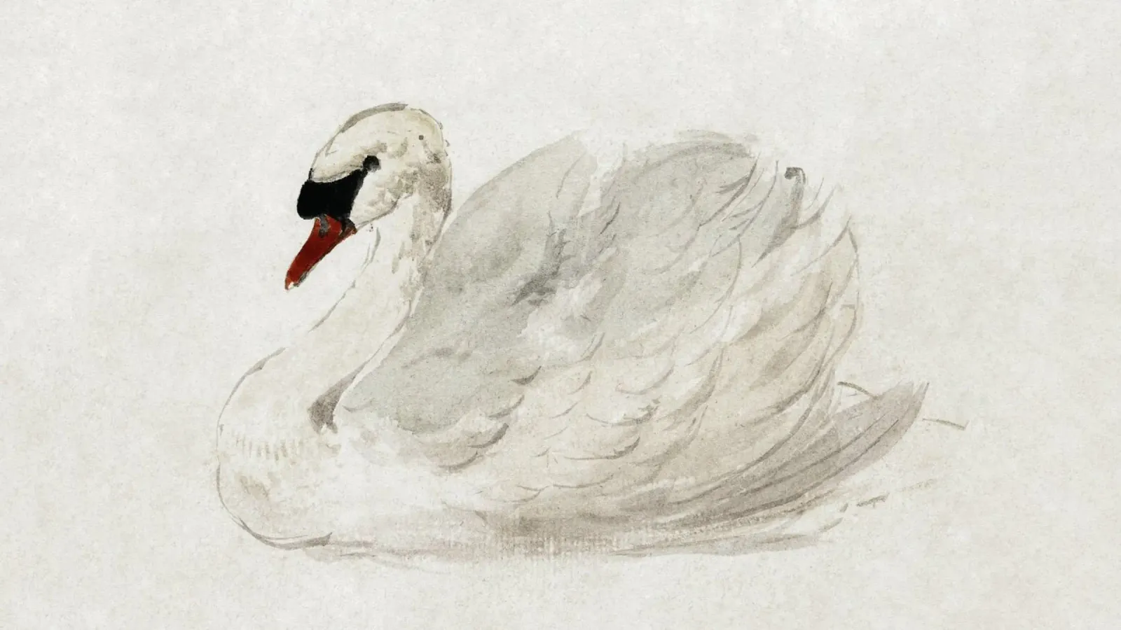 Cygne gracieux aquarelle classique faune et flore Print alu dibond de NorwesClub