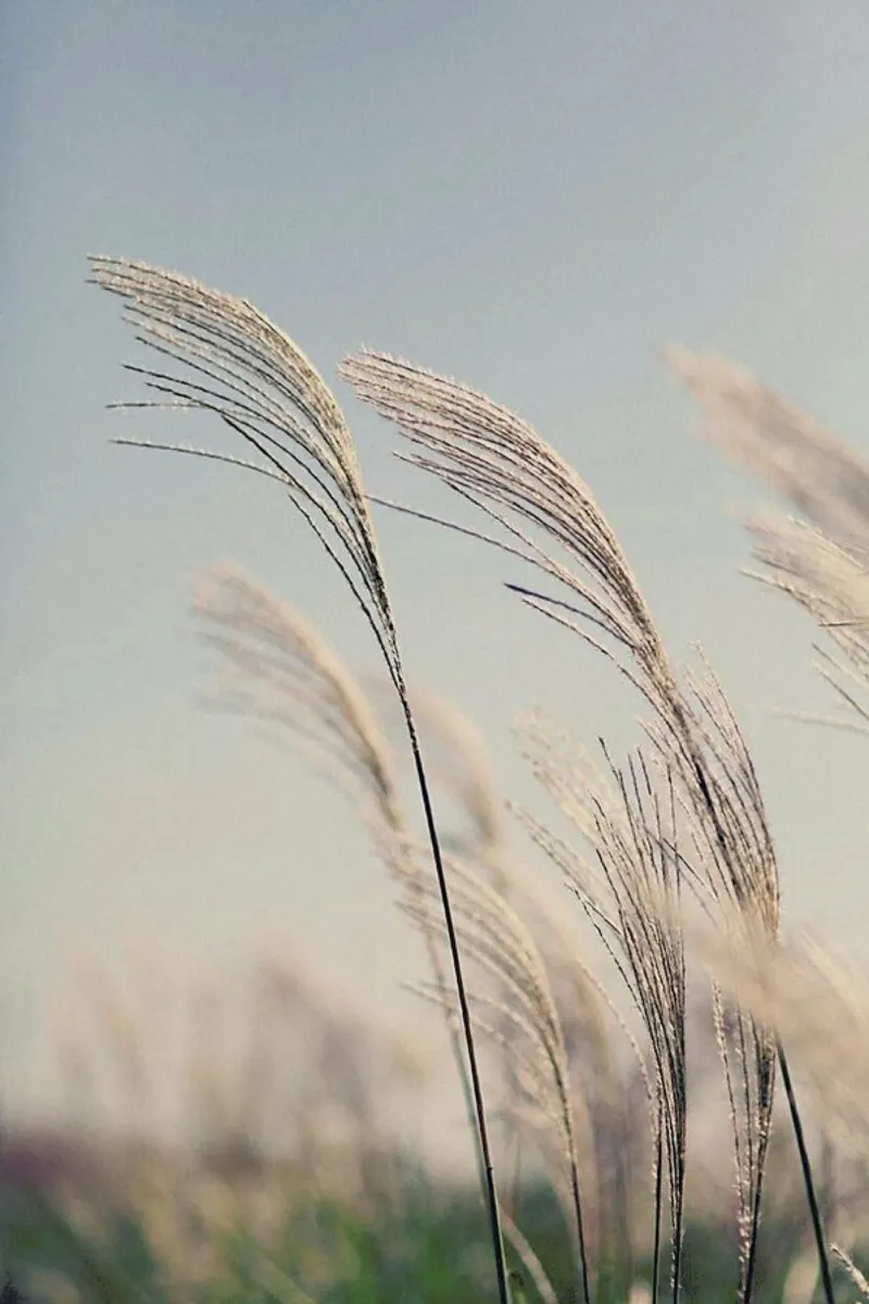 Blowing In The Breeze pellicola backlit da Flora & Fauna