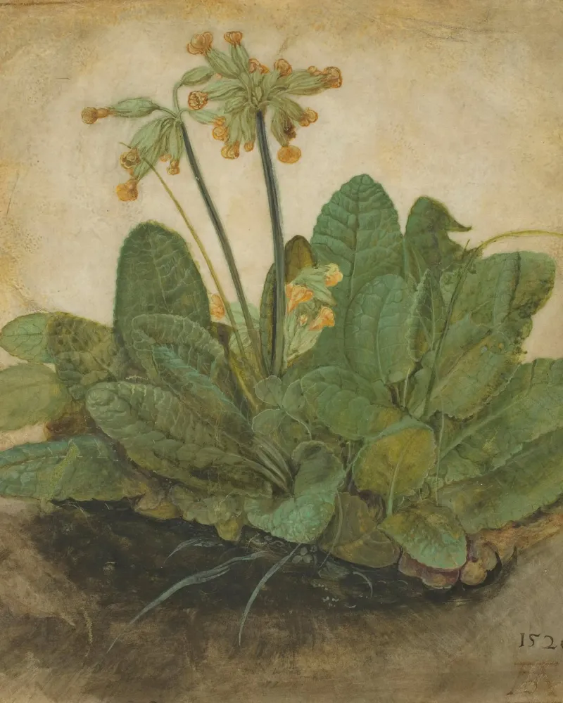Il "Ciuffo di foglie di mucca" di Dürer - Studio botanico rinascimentale alluminio dibond da NorwesClub