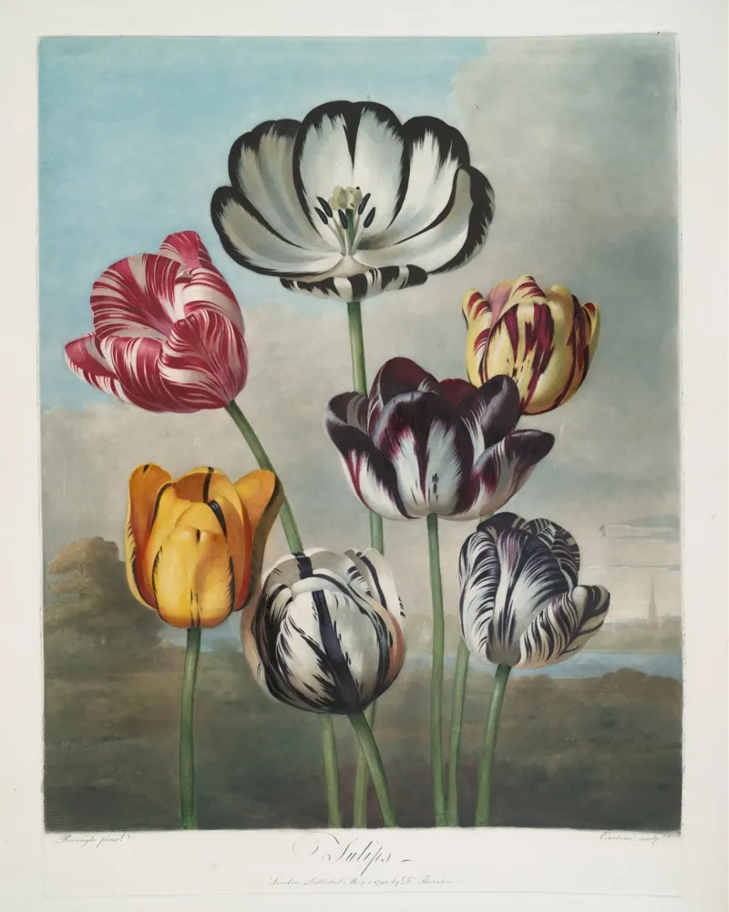 Robert John Thornton: Tulipani vibranti - Maschera botanica d'epoca alluminio dibond da NorwesClub