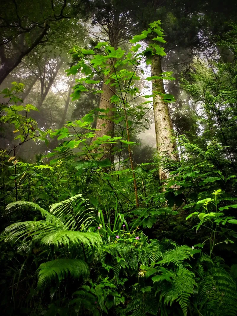 Forest #01: Emerald Canopy - Misty Forest Serenity pellicola backlit da zenitt