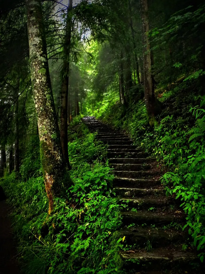 Forest #02: The Ascent - A Mossy Stairway carta hahnemühle da zenitt