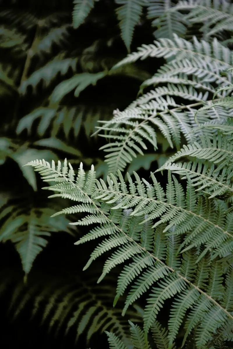 Forest Mood pellicola backlit da Studio Nahili