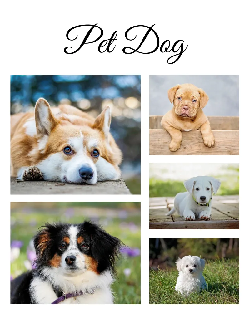 Cani personalizzati poster con telaio in legno da NEWEST CUSTOM SHOP