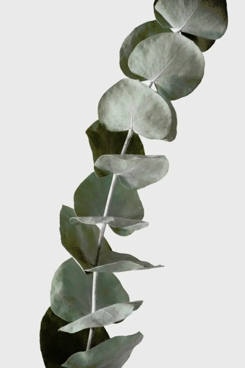 Mint Green Dried Eucalyptus Branches pellicola backlit da Studio Nahili