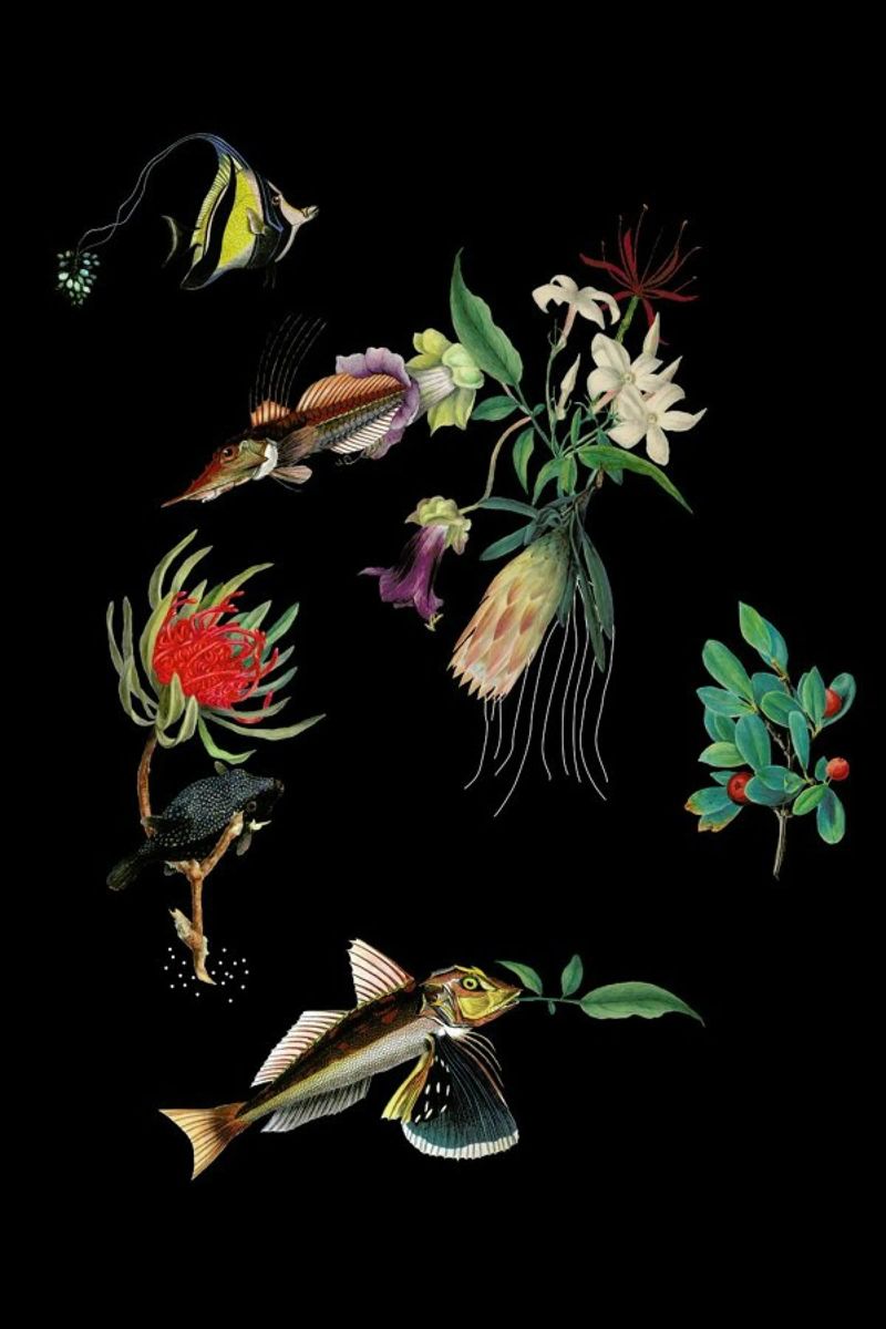 Flowerfish poster de The Gently Unfurling Sneak