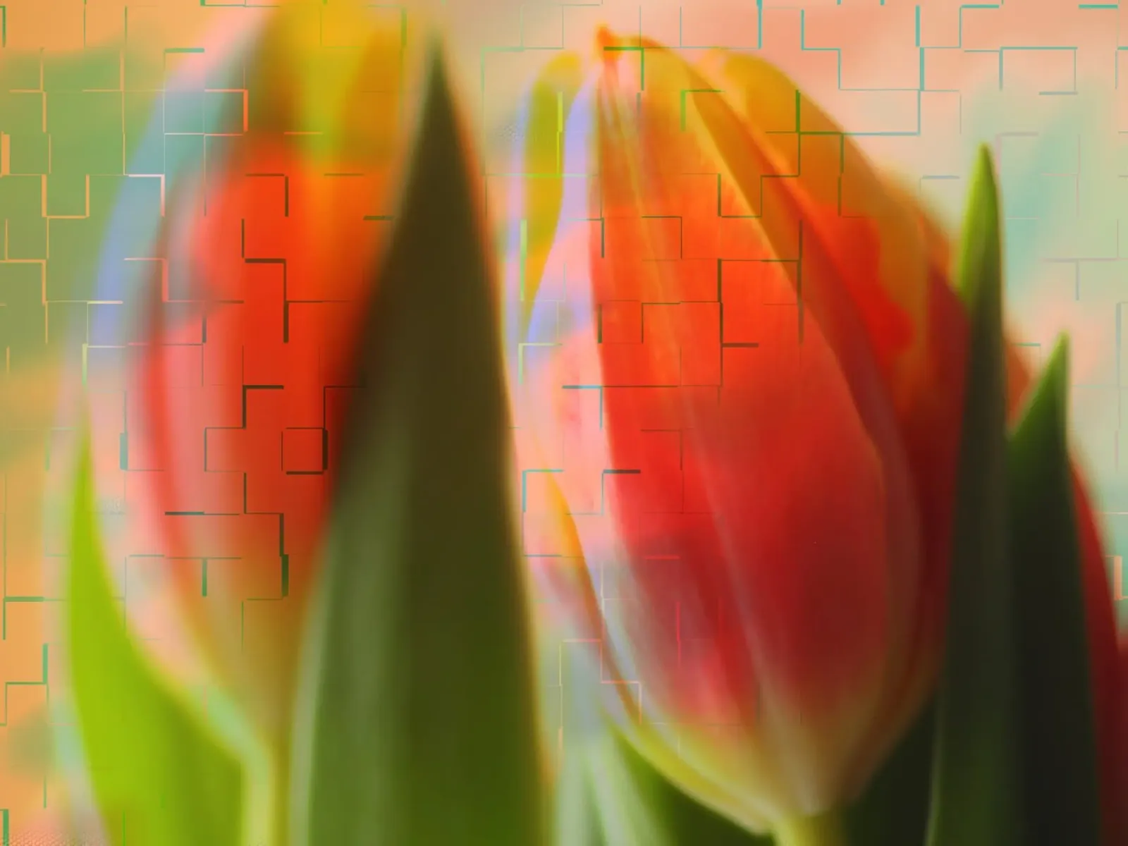 Red tulips against a colourful background canvas with Floater frame by Something for you