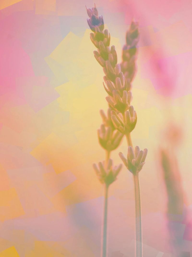 Zwei Lavendel Leinwand von Something for you