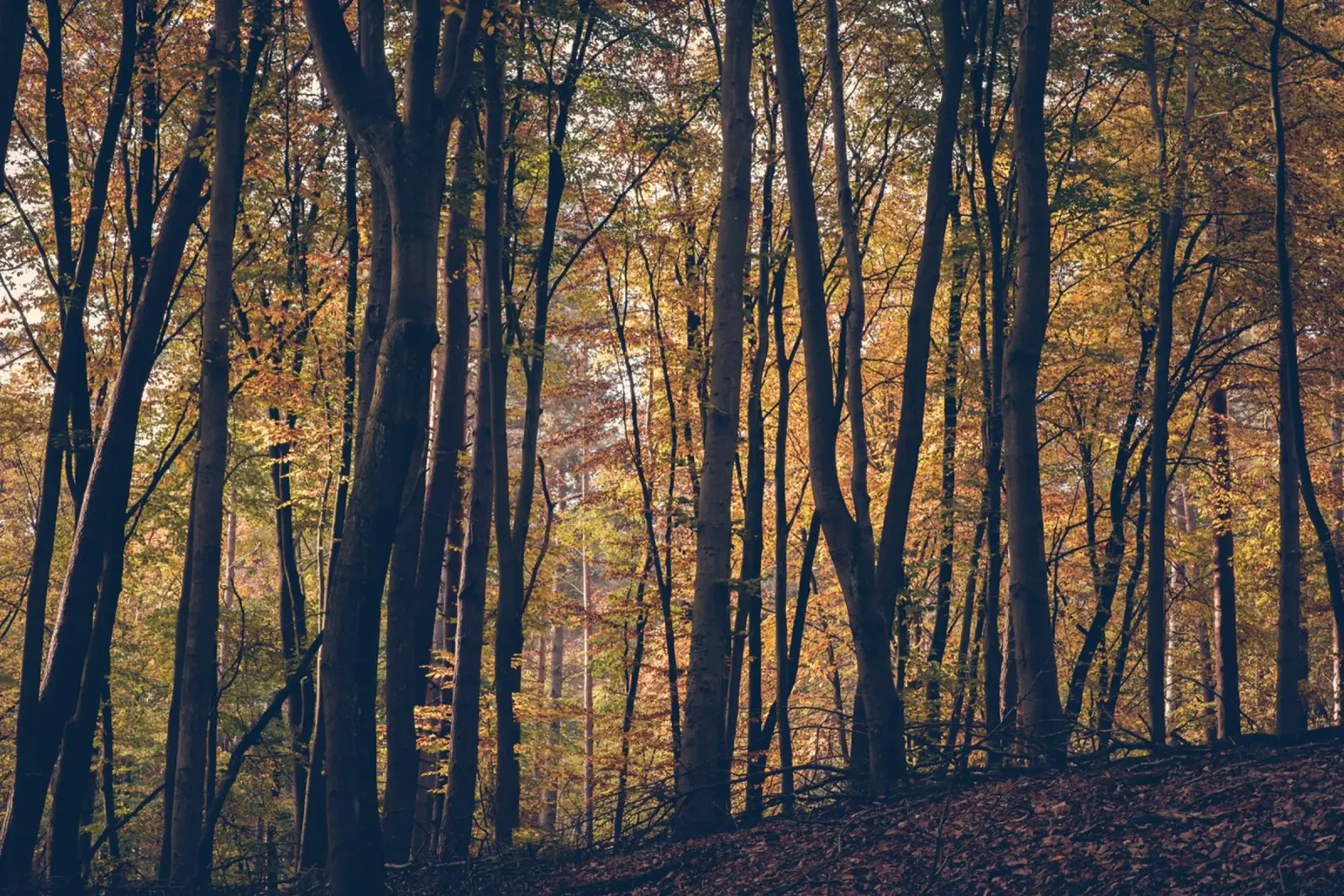 Sussurri della foresta poster con telaio in alluminio da PhotoVibe Decor