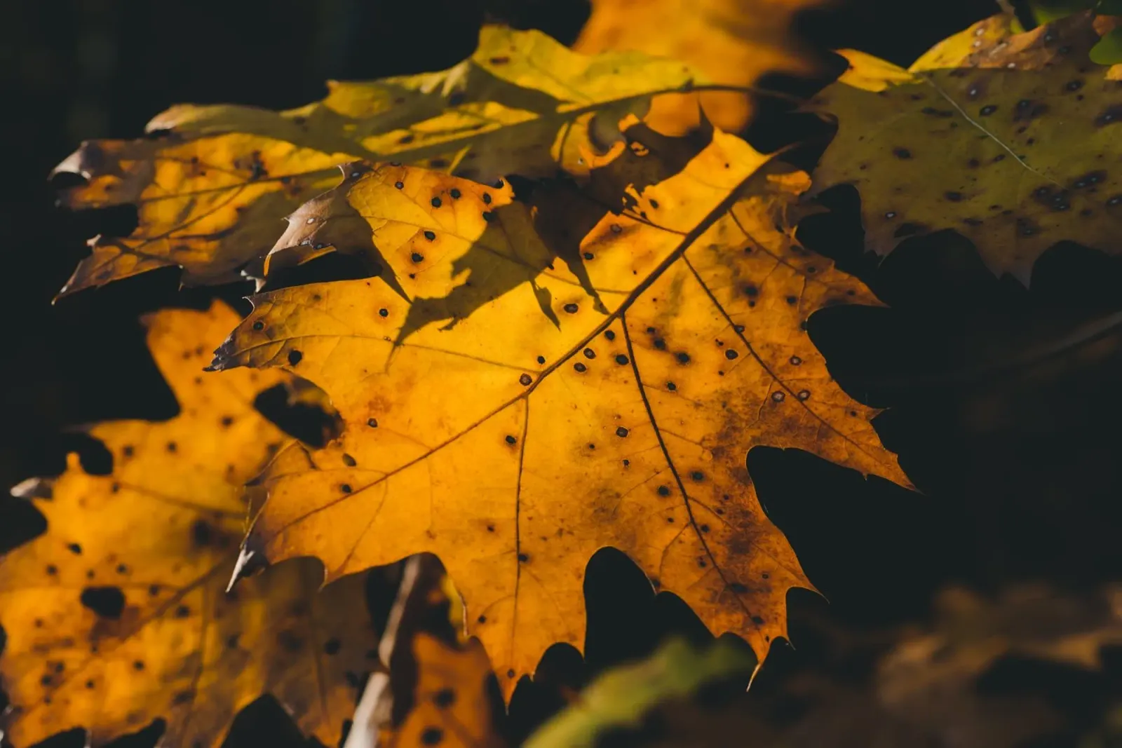 Whispers of the Forest hahnemühle by PhotoVibe Decor