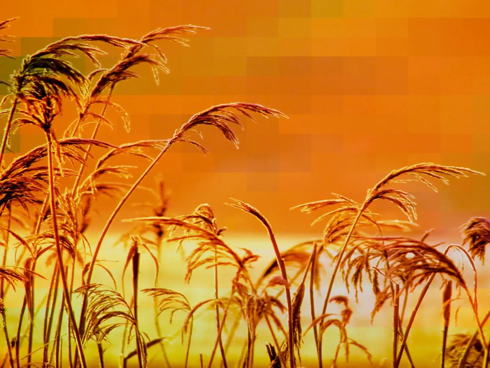 Golden reeds against an orange rectangular background canvas by Something for you