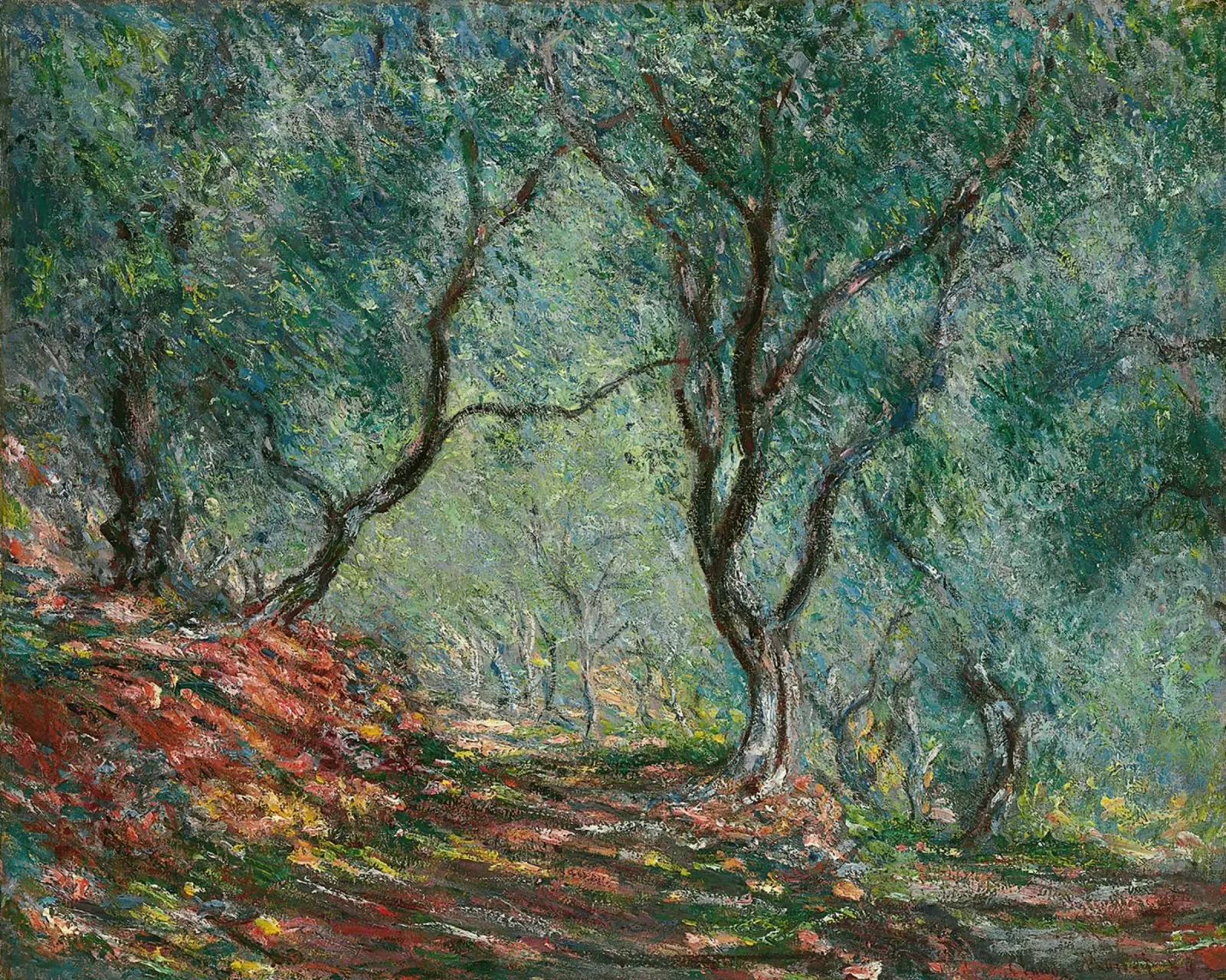 Claude Monet - Olijfgaard in de Morenotuin (1884) canvas van Wirla