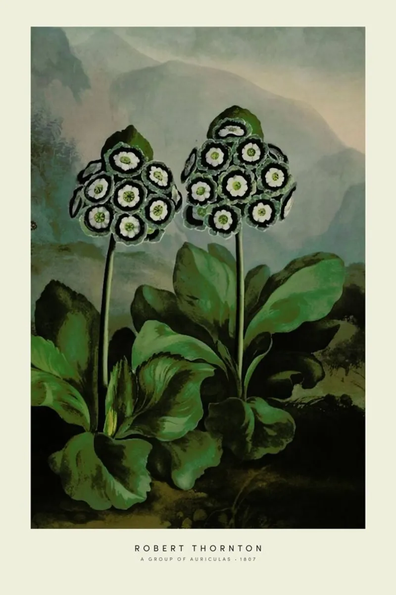 Thornton - A Group of Auriculas pellicola backlit da Vintage by JUNIQE