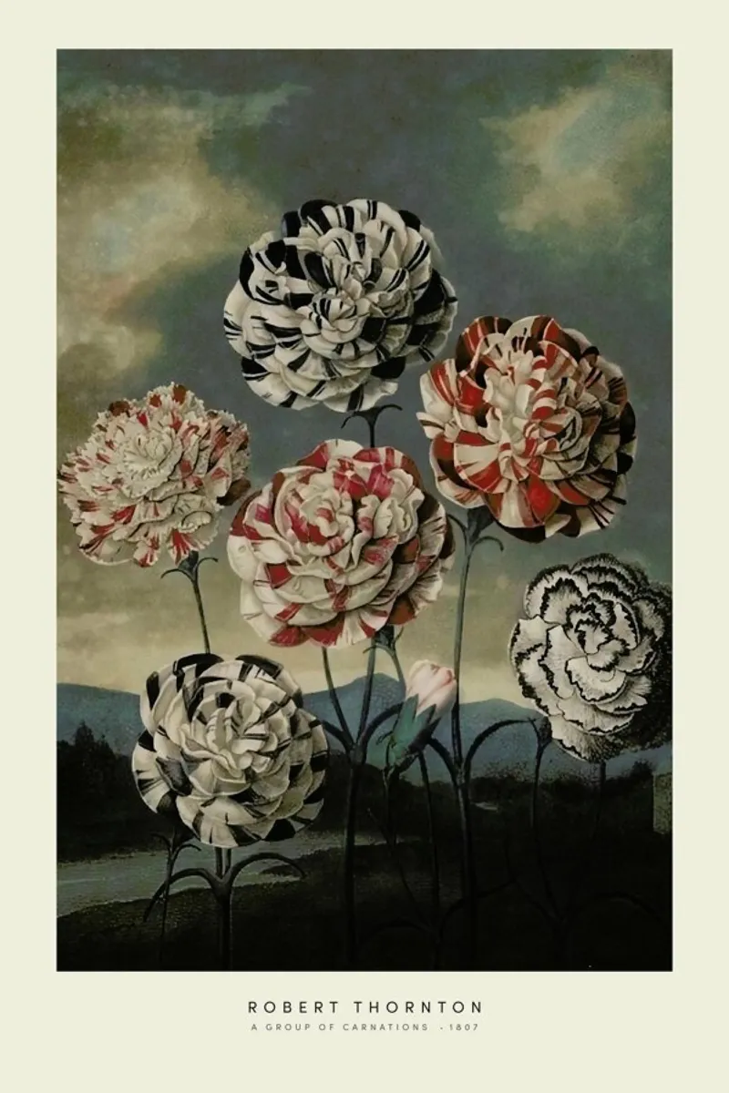 Thornton - A Group of Carnations pellicola backlit da Vintage by JUNIQE
