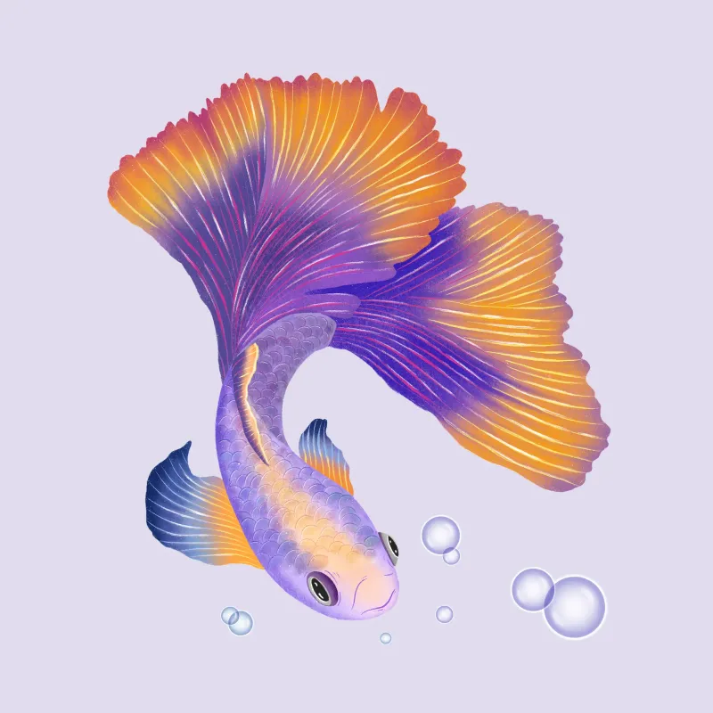 Pesce giapponese di colore viola e arancione. Pesce beta. pellicola backlit da CalliLetters