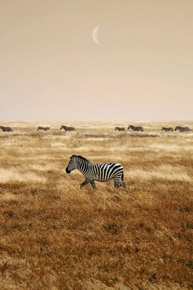 Zebras at Dusk poster da EyeEm Mobile GmbH