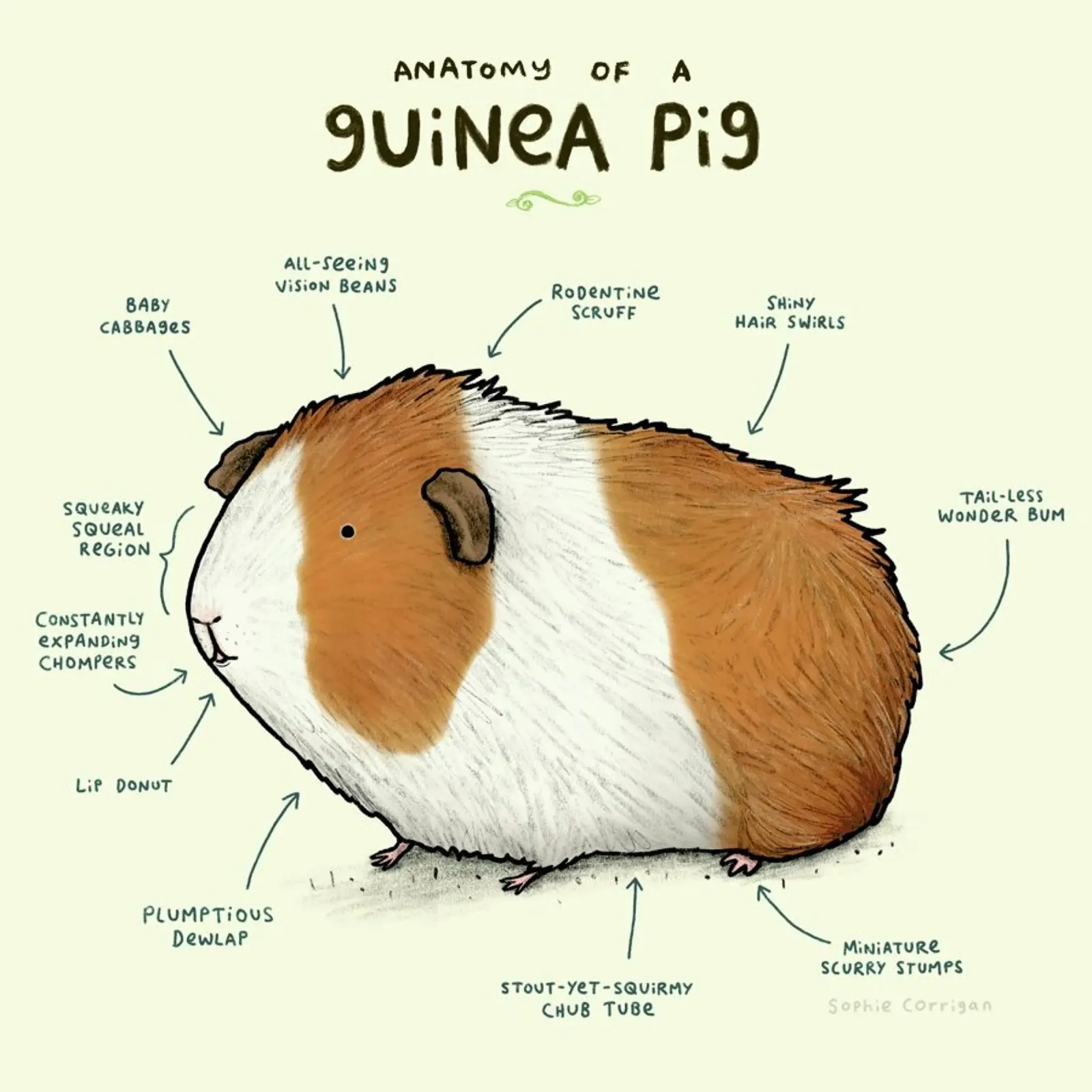 Anatomy Of A Guinea Pig pellicola backlit da Sophie Corrigan