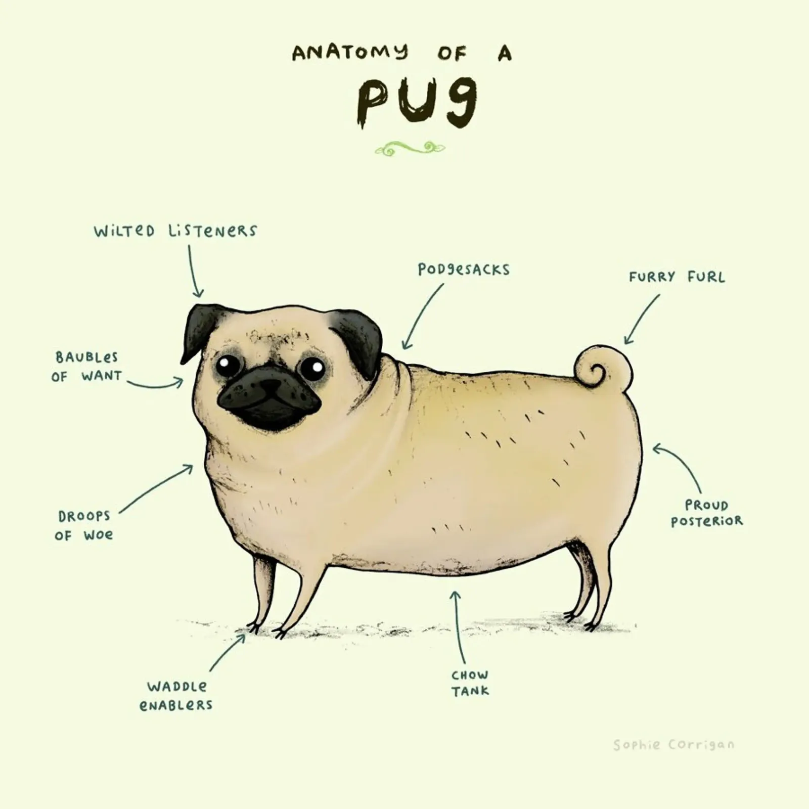 Anatomy Of A Pug pellicola backlit da Sophie Corrigan