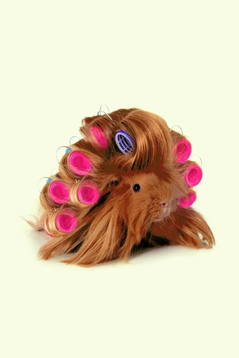 Curly Guineapig pellicola backlit da Paul Fuentes Design