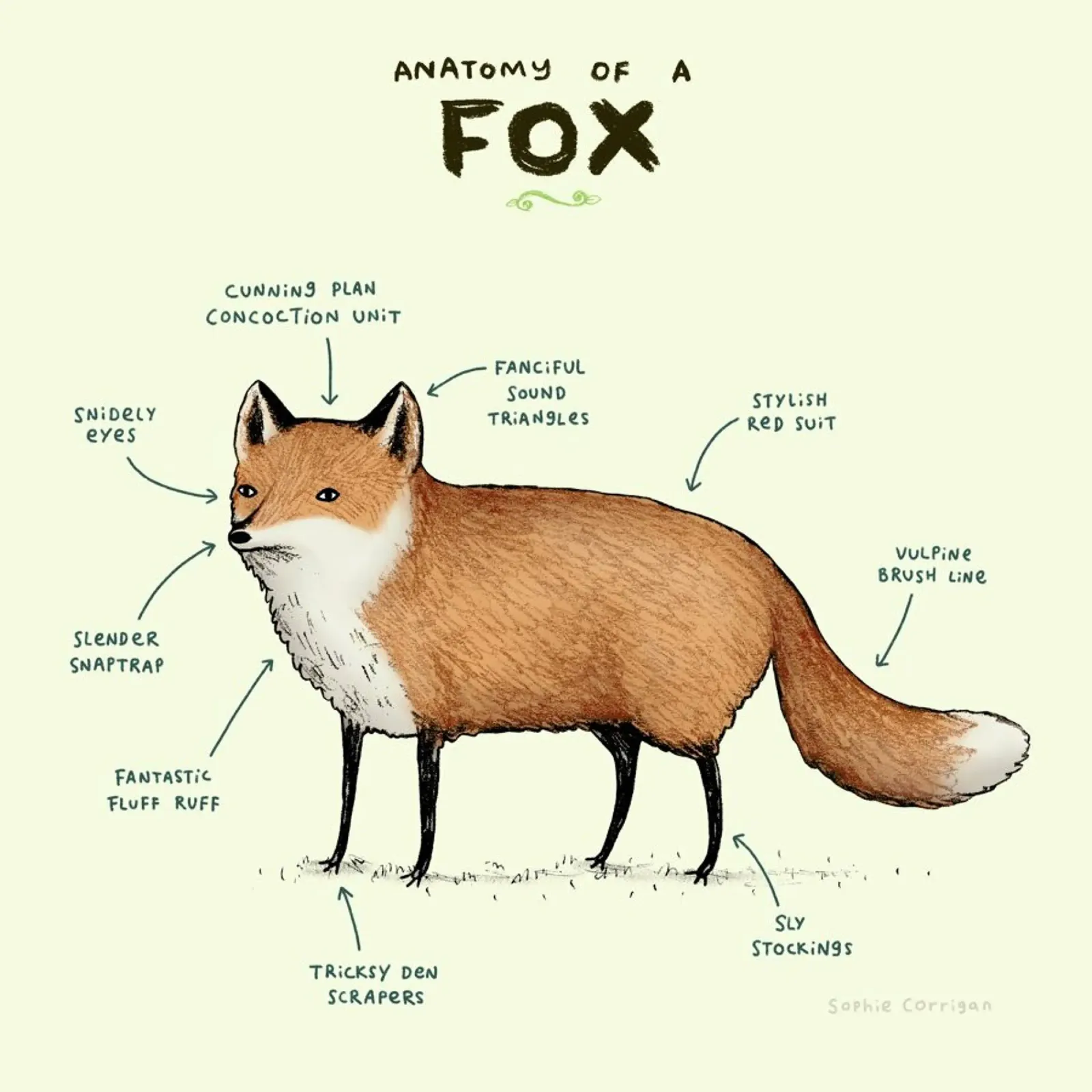 Anatomy Of A Fox pellicola backlit da Sophie Corrigan
