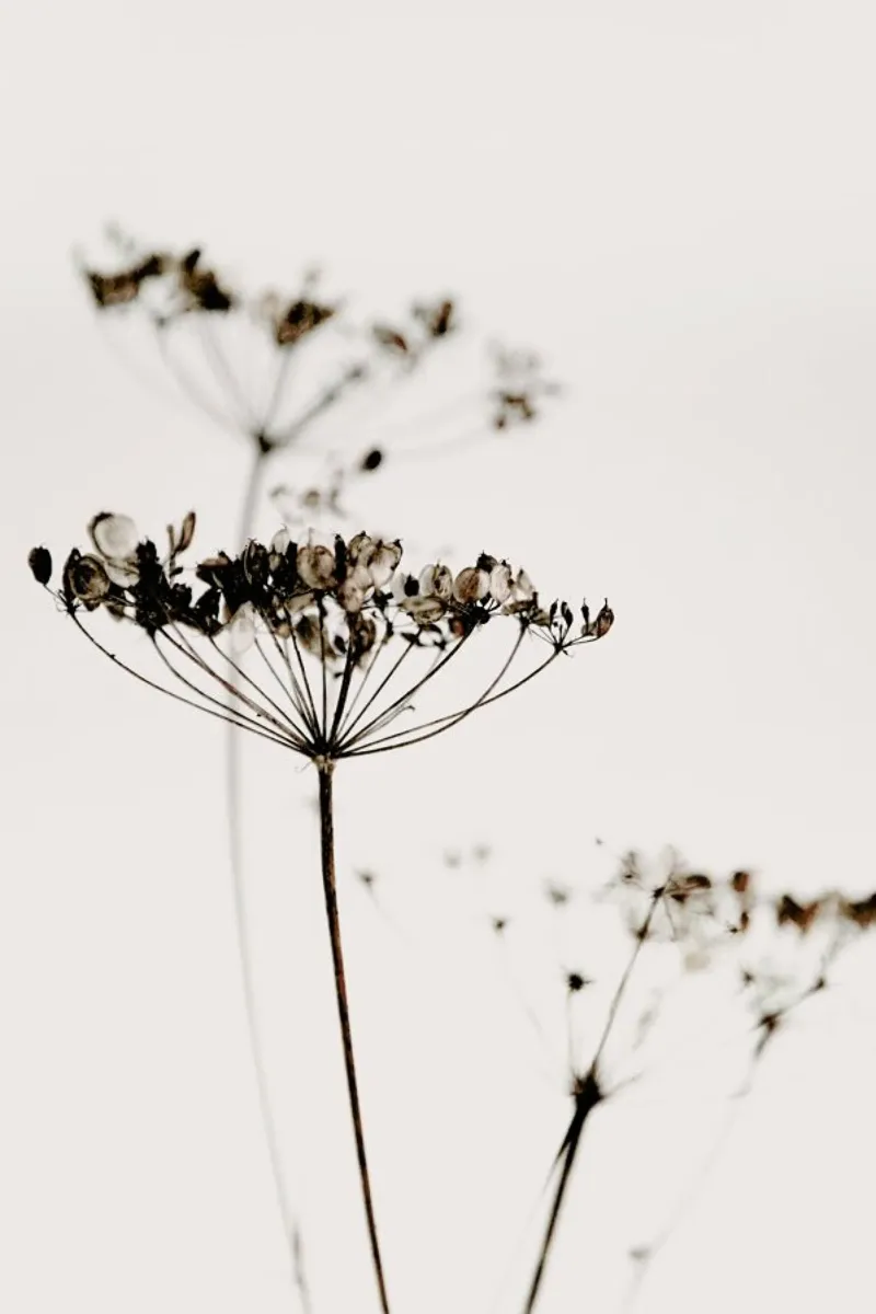 Dried Flowers Anetum 2A pellicola backlit da Monika Strigel