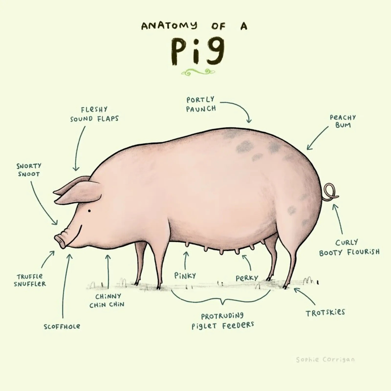 Anatomy Of A Pig plexiglass da Sophie Corrigan