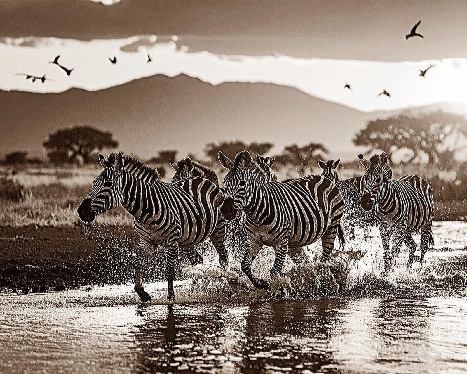 TROUPEAU DE ZEBRES. Sépia relief poster da Thierry vobmann photography