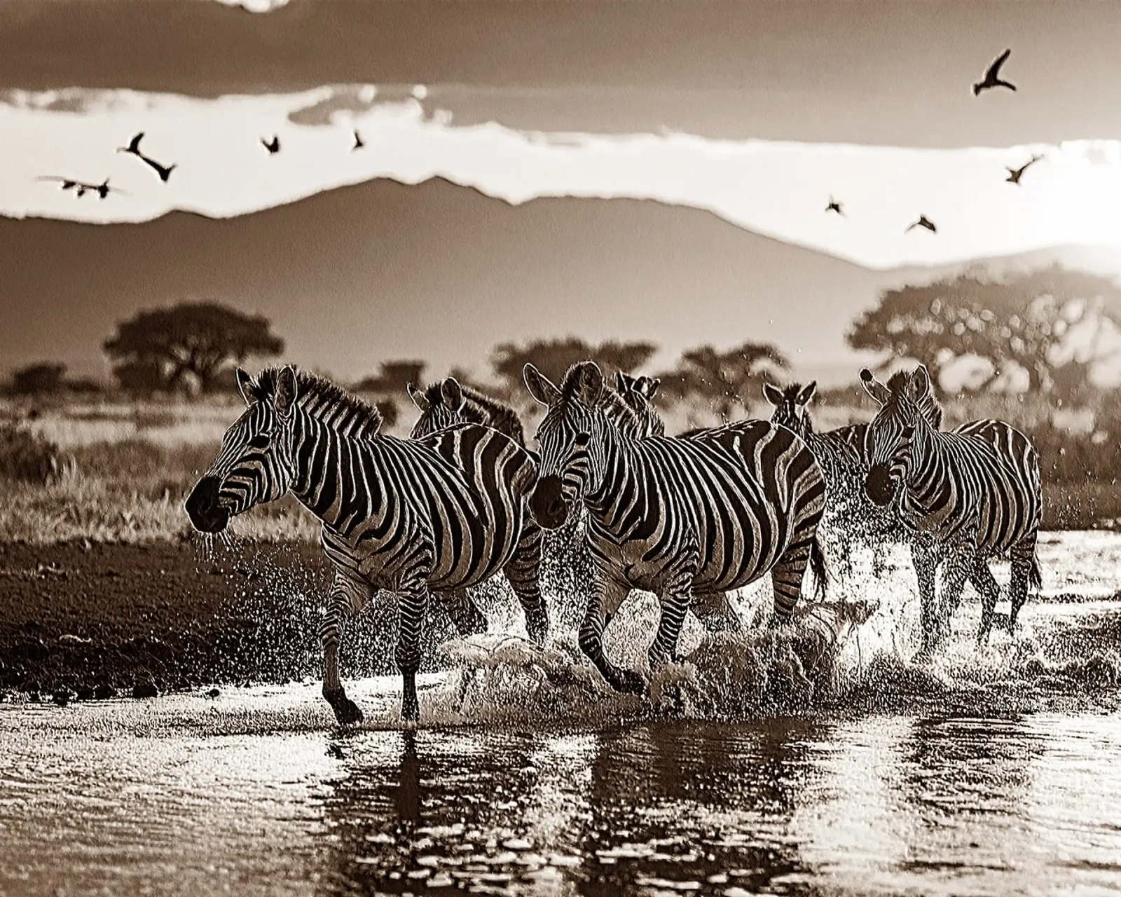 TROUPEAU DE ZEBRES. Sépia relief pellicola backlit da Thierry vobmann photography