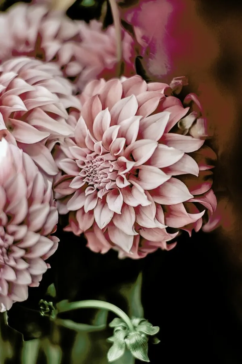 Flower Market metacrilato de Shot By Clint