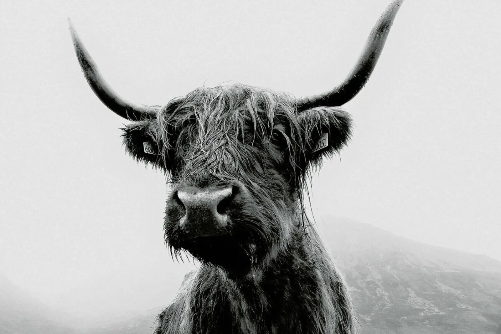 The Highland Cow alluminio dibond da EyeEm Mobile GmbH