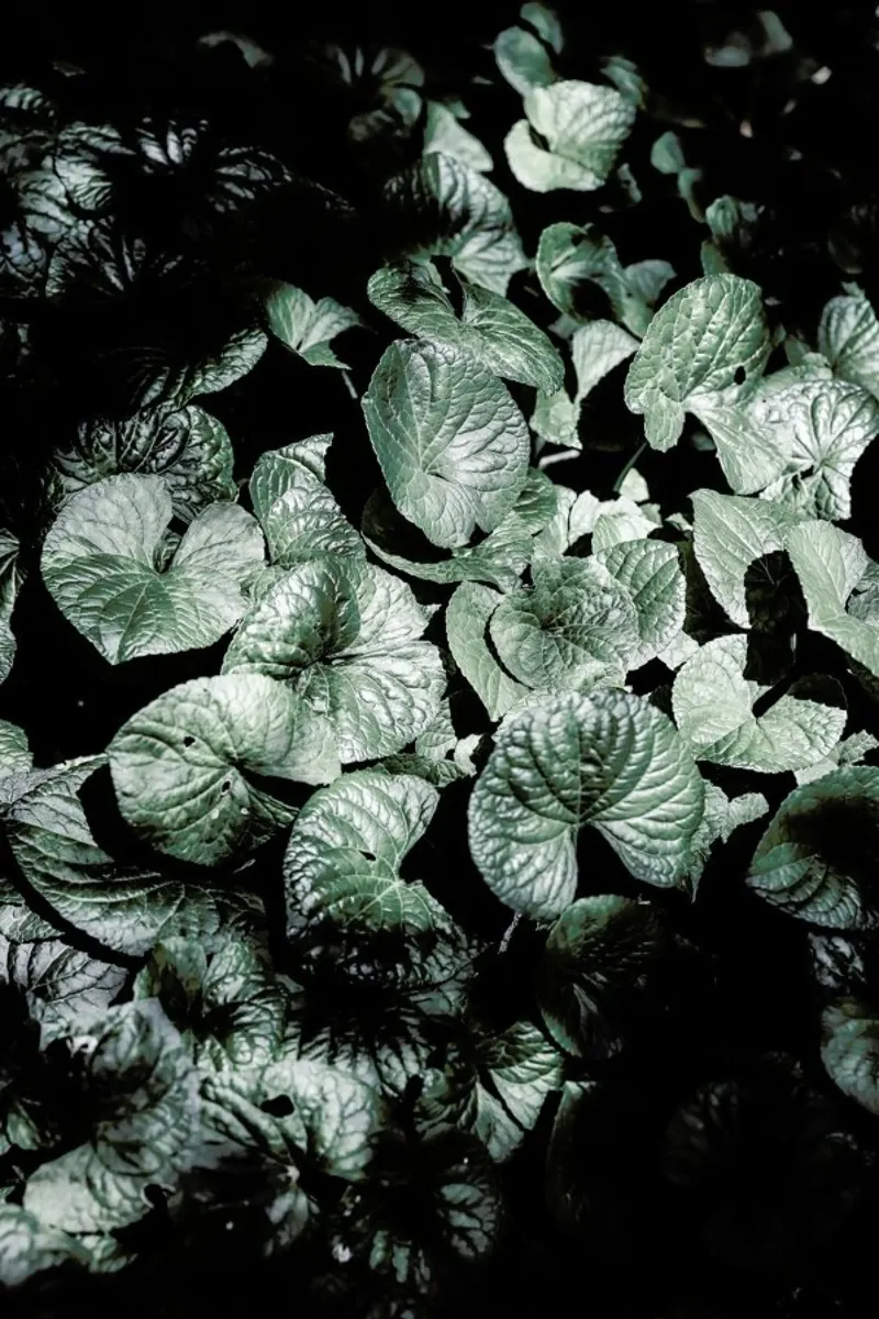 Forest Floor pellicola backlit da Shot By Clint