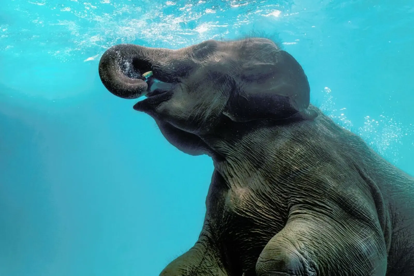 Swimming Elephant pellicola backlit da EyeEm Mobile GmbH