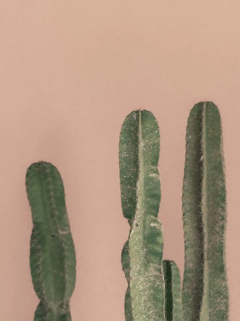 Cactus in front of a pink wall canvas by Kimberley Jekel Photography