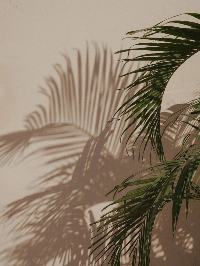 Minimalistic shadow of a palm leaf poster by Kimberley Jekel Photography