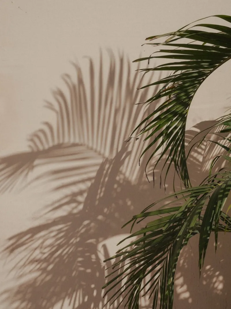 Minimalistic shadow of a palm leaf hahnemühle de Kimberley Jekel Photography
