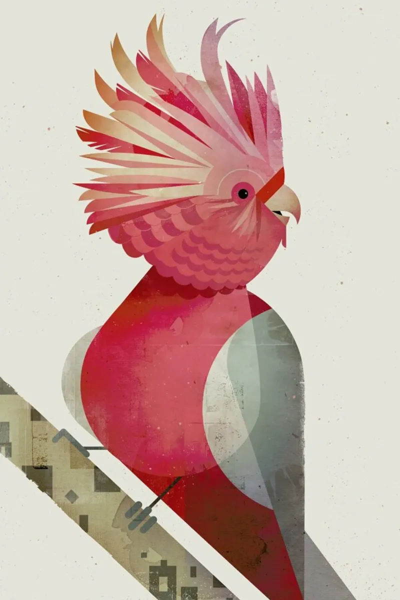 Galah Cockatoo poster con telaio in plastica da Dieter Braun