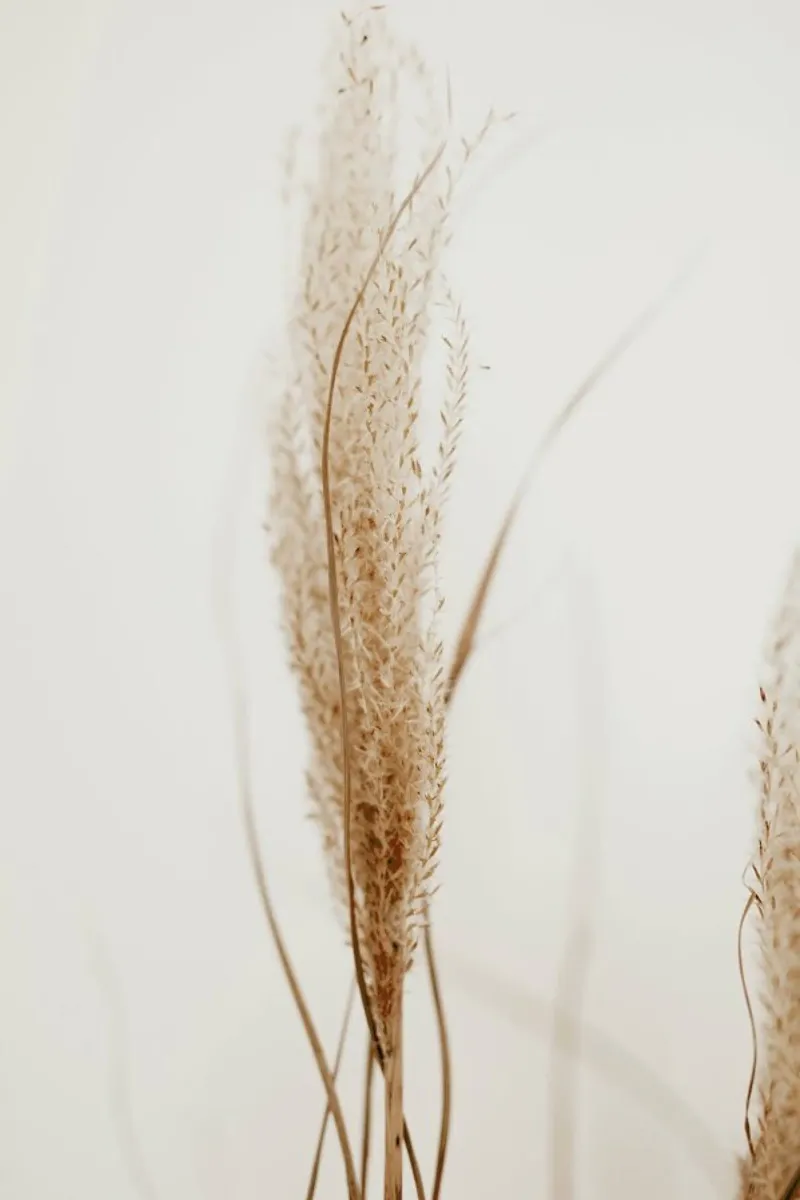 Decorative Fluff pellicola backlit da Sebastian Hilgetag