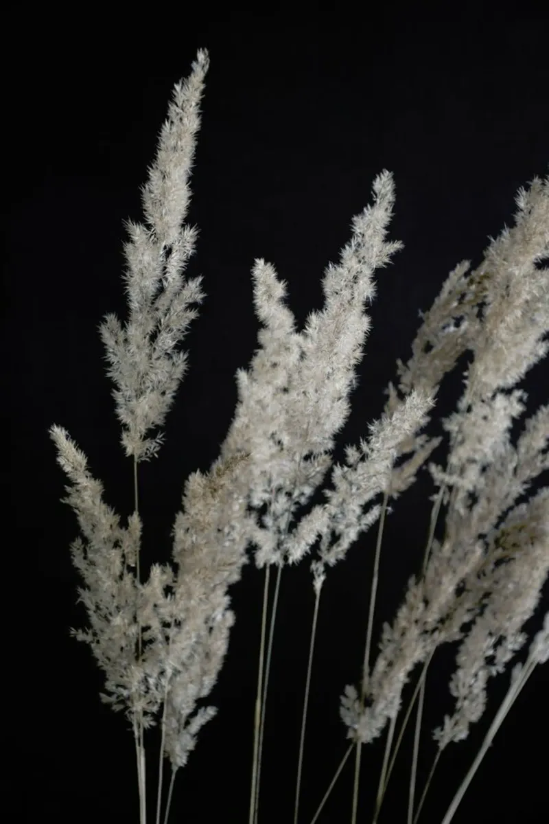 Perfect Pampas In The Dark pellicola backlit da Studio Nahili