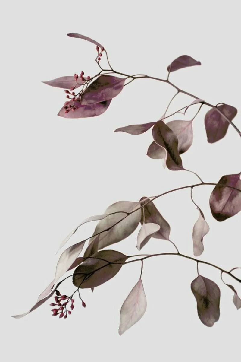 Red Purple Peach Dried Eucalyptus Branches pellicola backlit da Studio Nahili