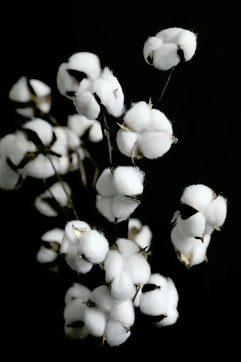 Cotton Candy Dried Flowers acrylic glass by Studio Nahili