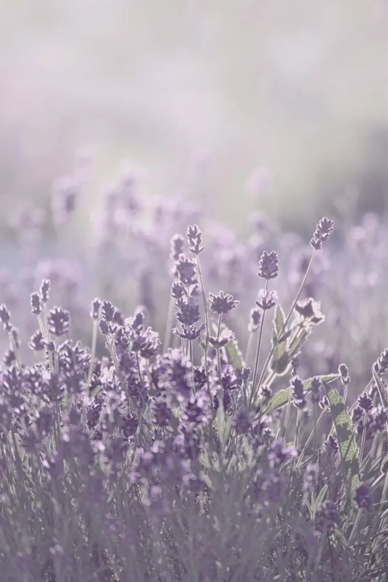 Sunkissed Lavender - Lavendel im Sonnenlicht carta hahnemühle da Monika Strigel