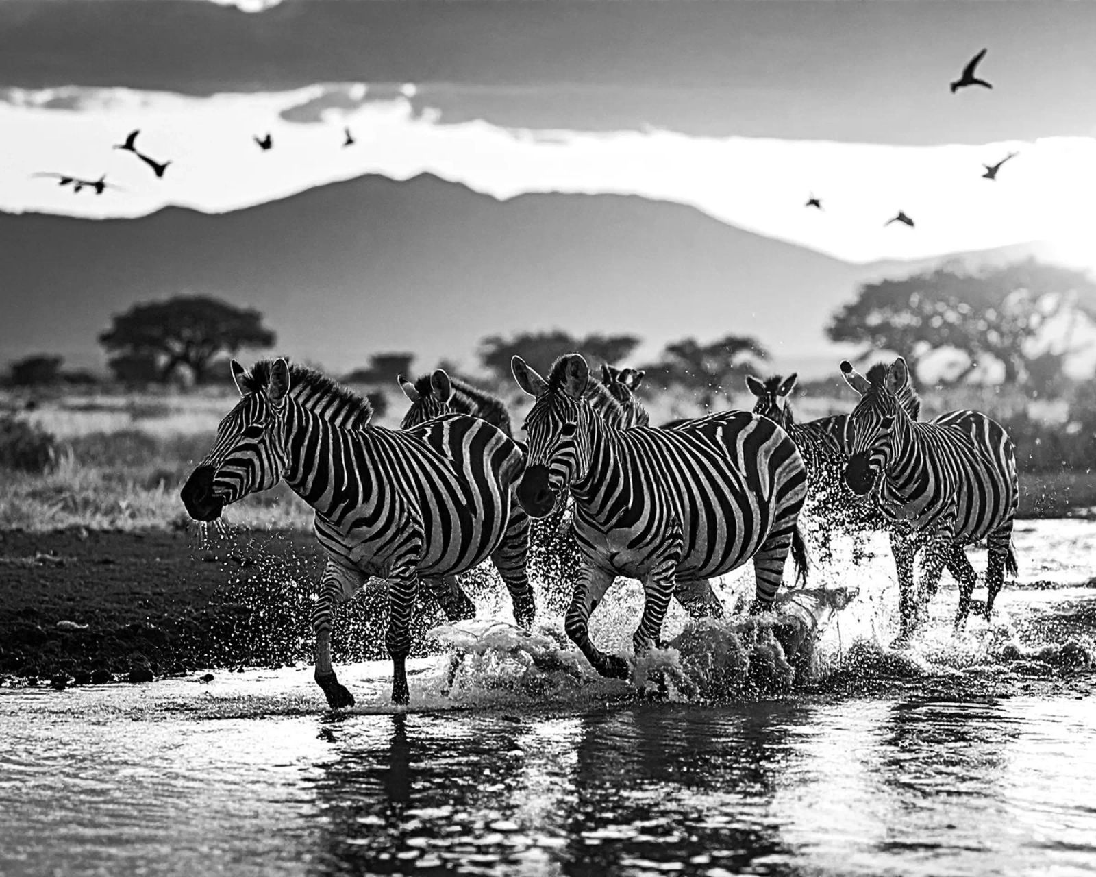 Troupeau de zèbres. Noir et blanc poster da Thierry vobmann photography