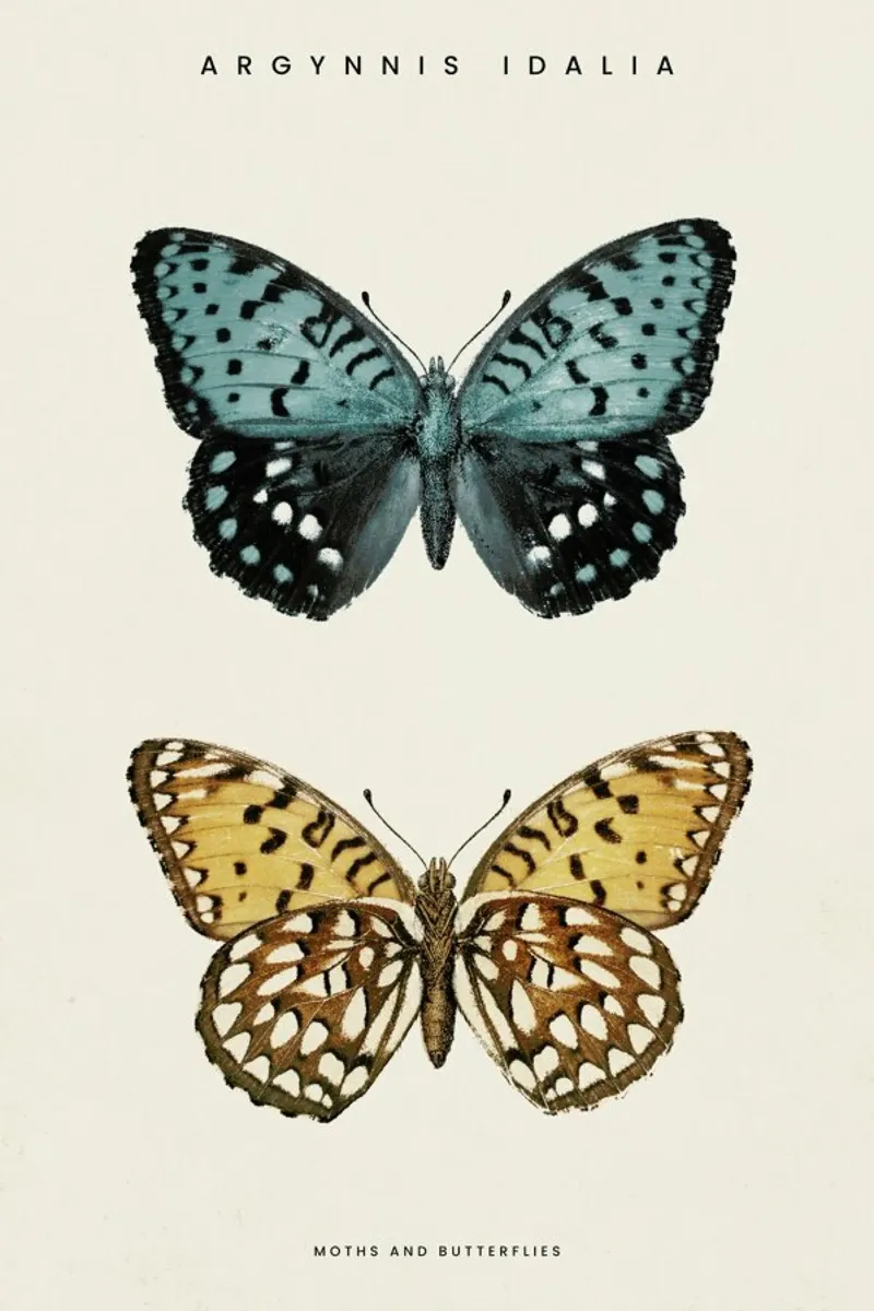 Denton - Regal Fritillary tela con Cornice a cassetta da Vintage by JUNIQE