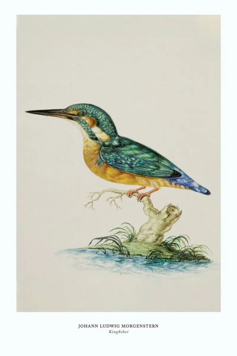 Johann Ludwig Morgenstern - Kingfisher pellicola backlit da ARTOTHEK