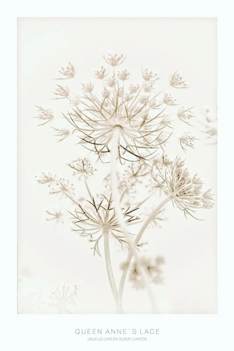 Queen Annes Lace 1 - Wilde Möhre Blütentraum poster con telaio in legno da Monika Strigel