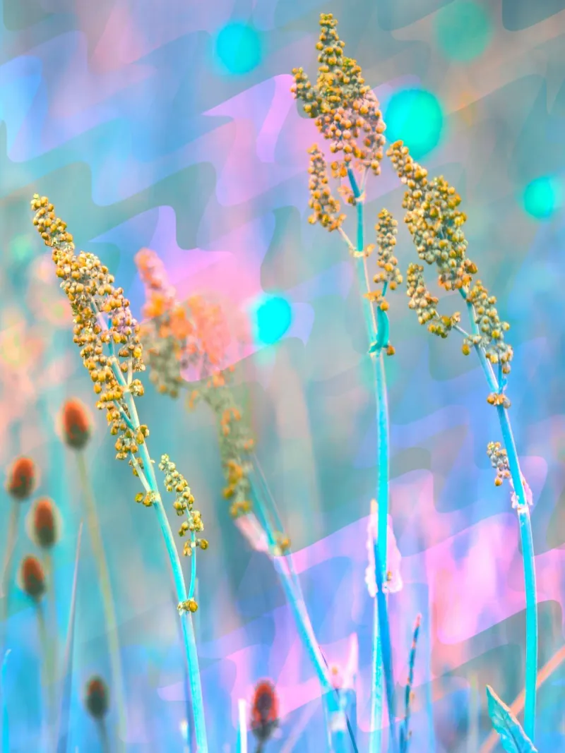 Two meadow flowers in front of an artistic background canvas by Something for you