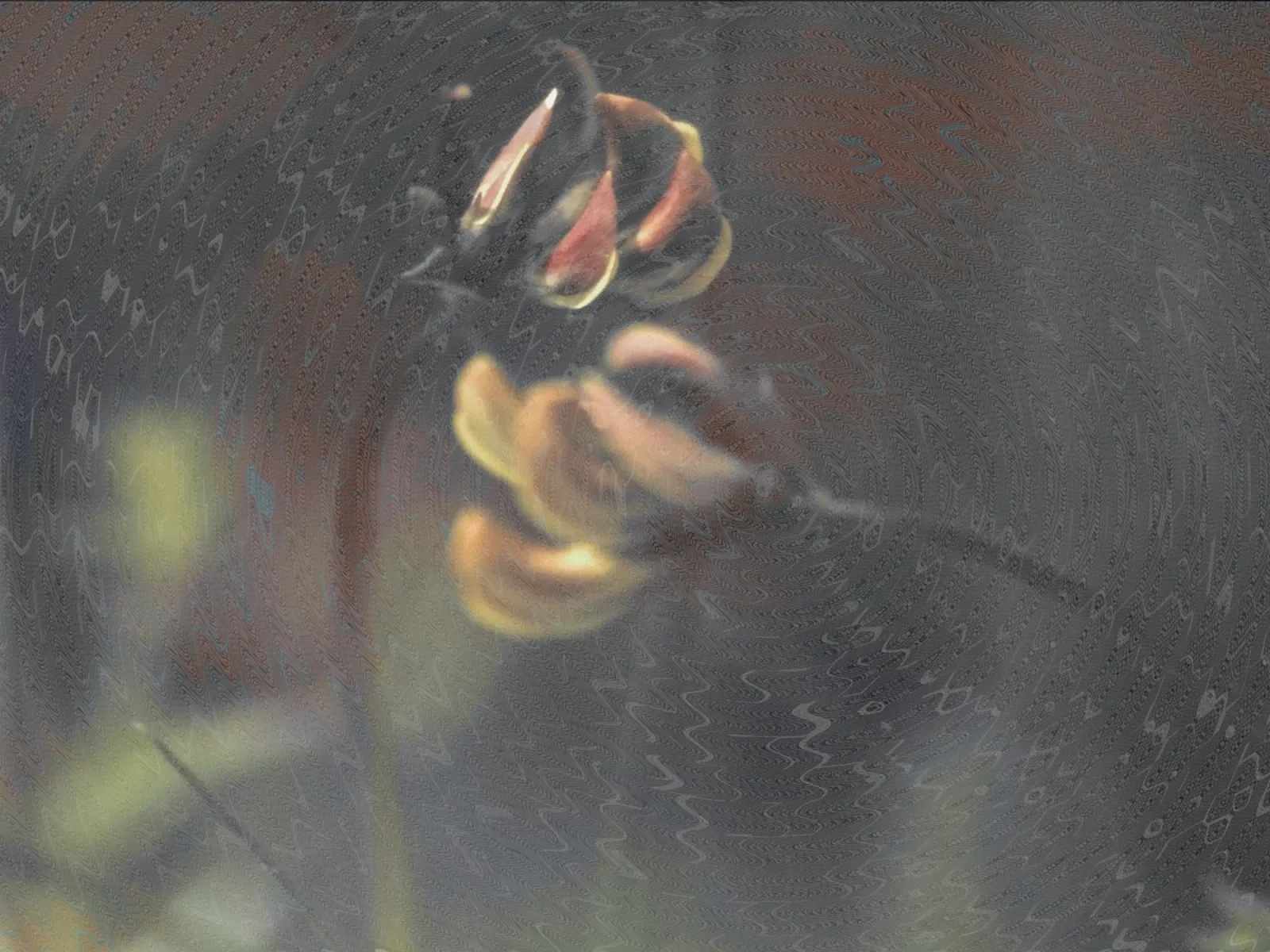 Due fiori davanti a uno sfondo artistico poster con telaio in legno da Something for you