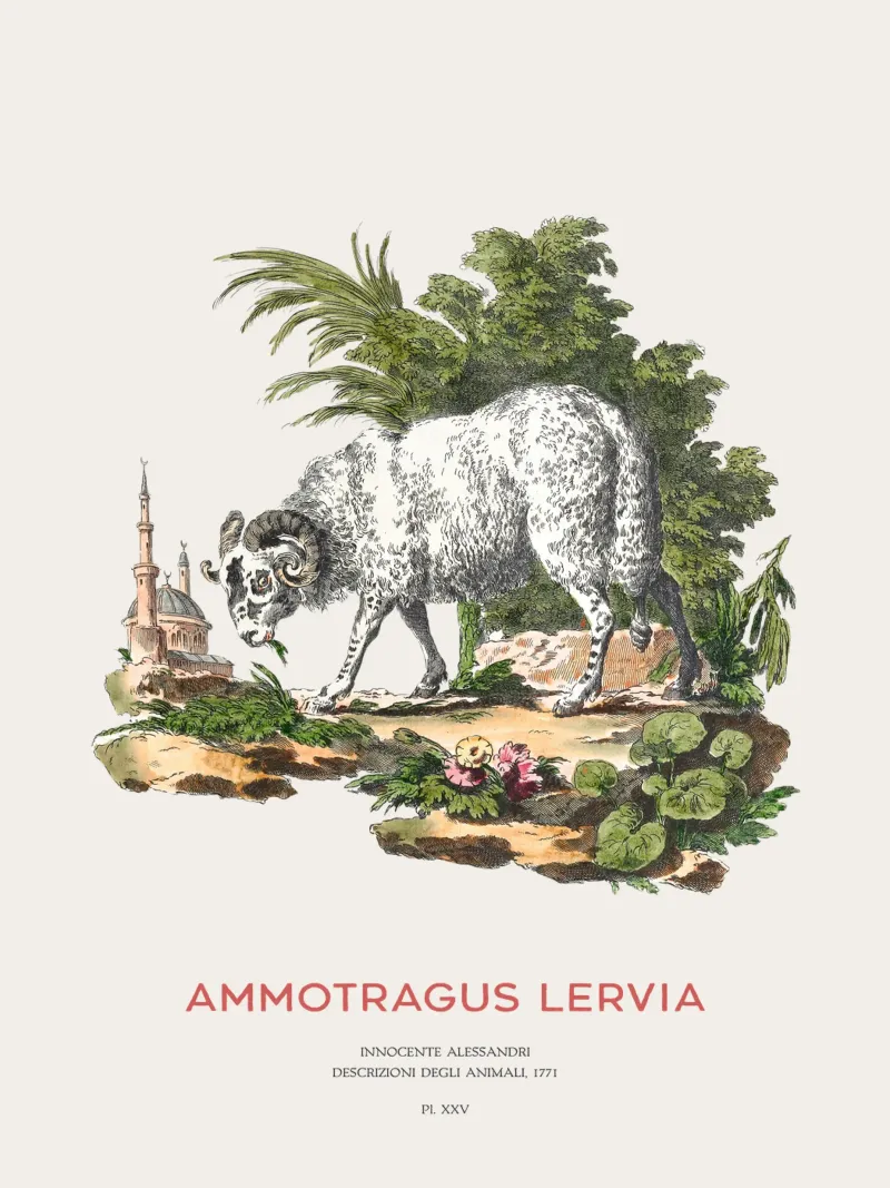 Das Berberschaf oder Ammotragus lervia Leinwand mit Schattenfugenrahmen von Vintagrafica