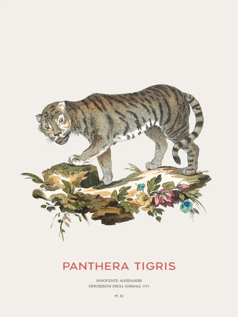 Der Tiger oder Panthera tigris Hahnemühle von Vintagrafica